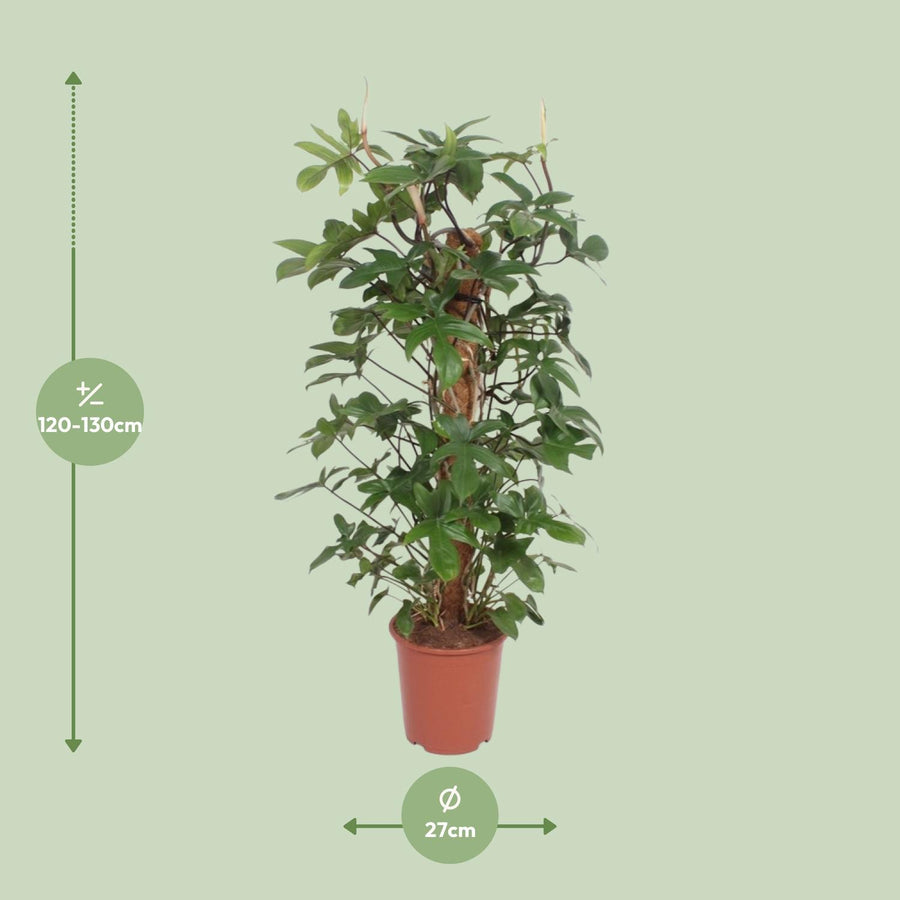 Philodendron Pedatum