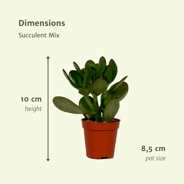 Everspring - Succulent Mix - 18 pieces - 10 cm - Ø8,5 - 18