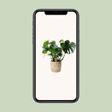 Monstera In Basket Palmleaf