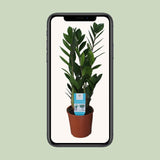 Zamioculcas Zamiifolia
