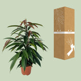 Ficus Binnendijkii 'Amstel King'