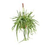 Lepismium Bolivianum
