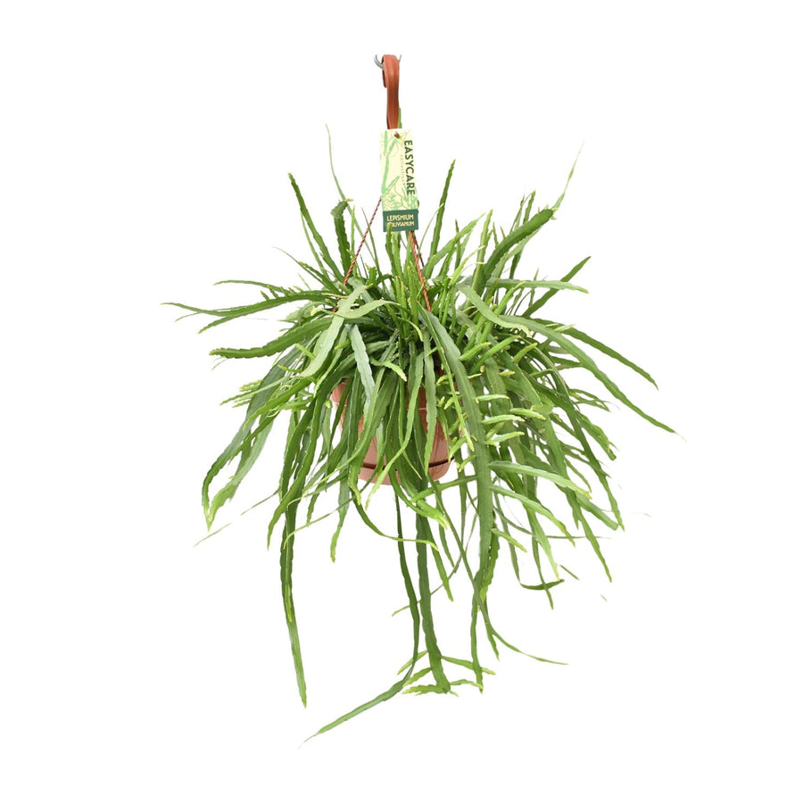 Lepismium Bolivianum