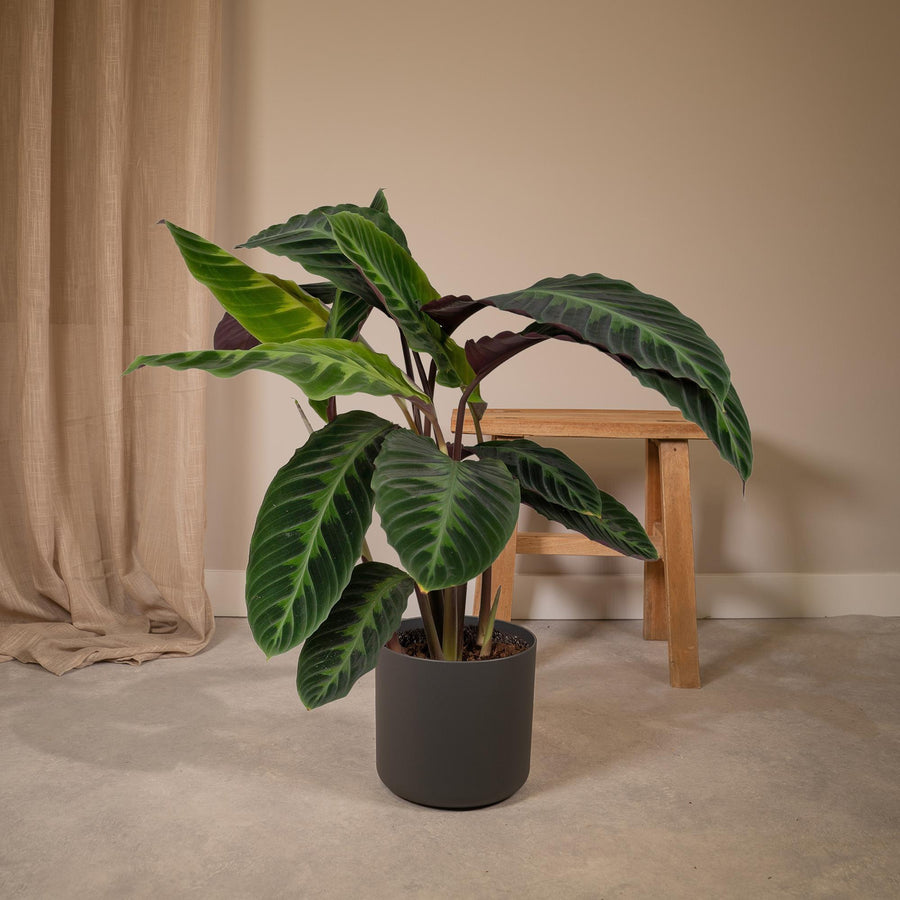 Calathea Warscewiczii - Peacock plant