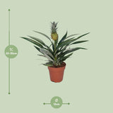 Bromelia Pineapple