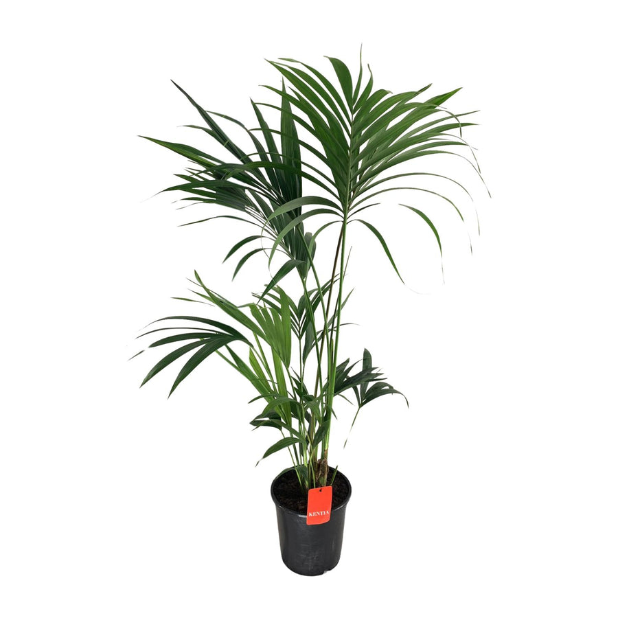 Howea Forsteriana