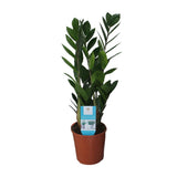 Zamioculcas Zamiifolia