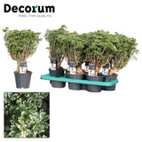 Polyscias Hawaiiana Ming Gold Bonsai (Decorum)