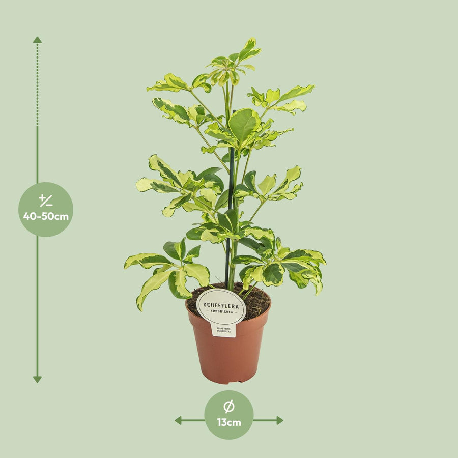 Schefflera Charlotte