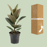 Ficus Elastica Robusta