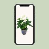 Anthurium White