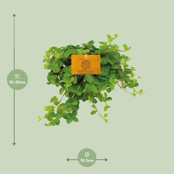Peperomia Rotundifolia