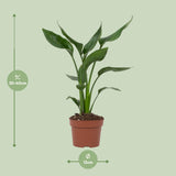Strelitzia Reginae