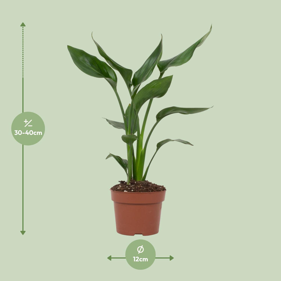 Strelitzia Reginae
