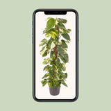 Epipremnum Pinnatum