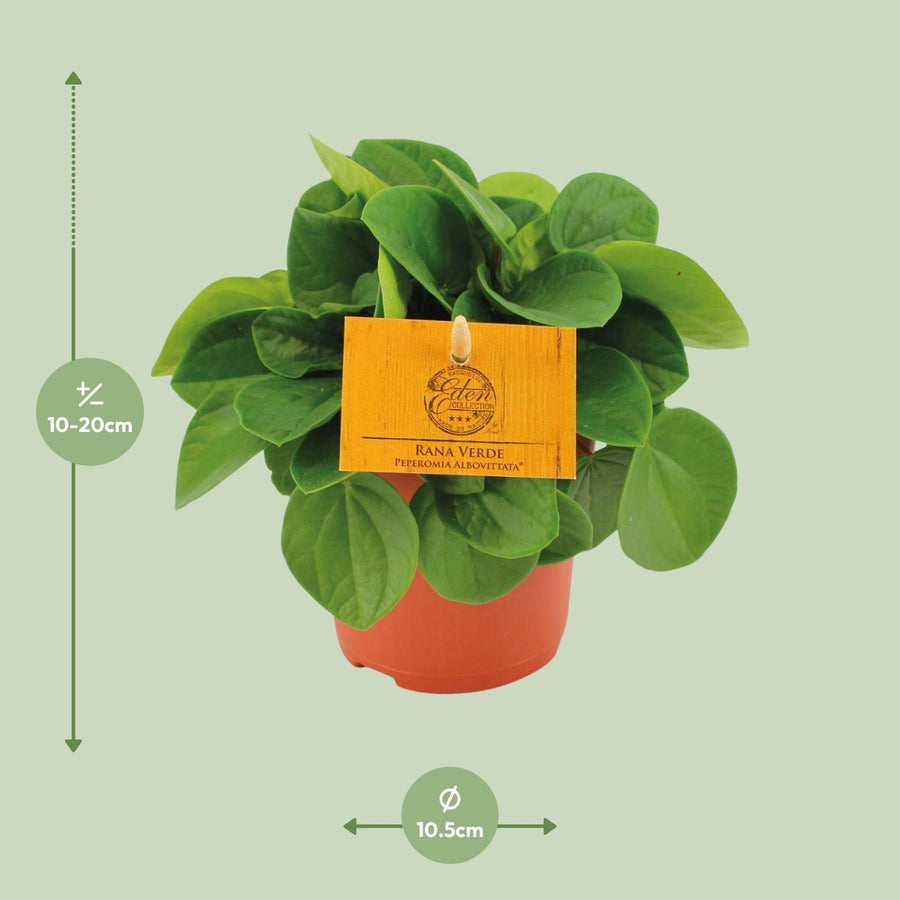 Peperomia Rana Verde