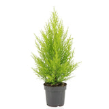 Cupressus Macrocarpa Goldcrest Wilma
