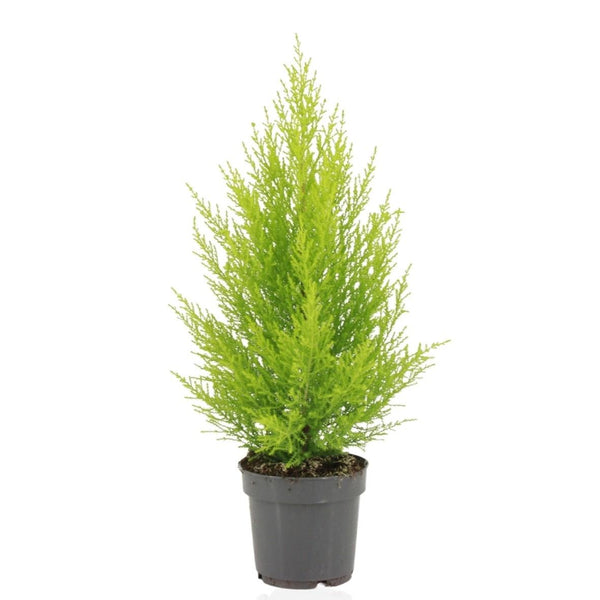 Cupressus Macrocarpa Goldcrest Wilma
