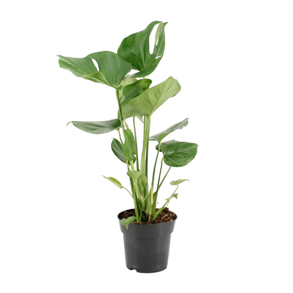 Monstera Deliciosa