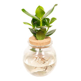 Clusia in Bolglas kurk