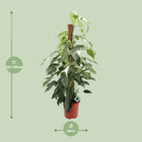 Epipremnum Pinnatum Albo Variegata