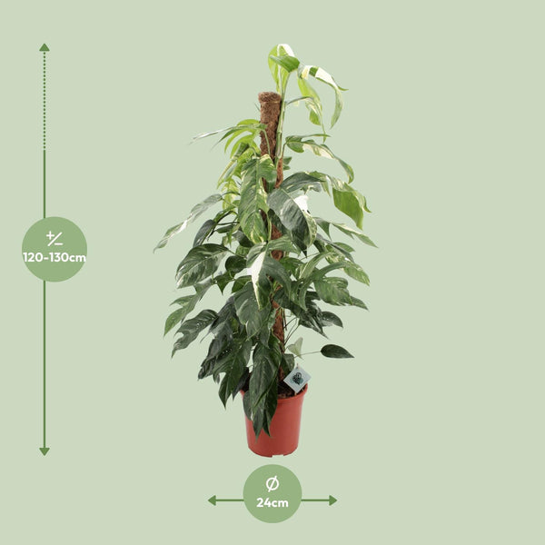 Epipremnum Pinnatum Albo Variegata