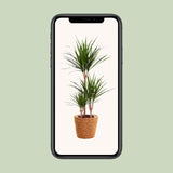 Dracaena Marginata + seagrass basket