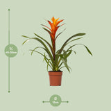Guzmania Variada