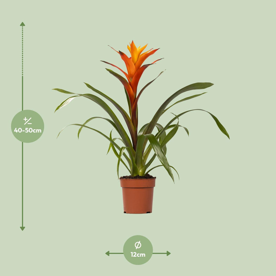 Guzmania Variada