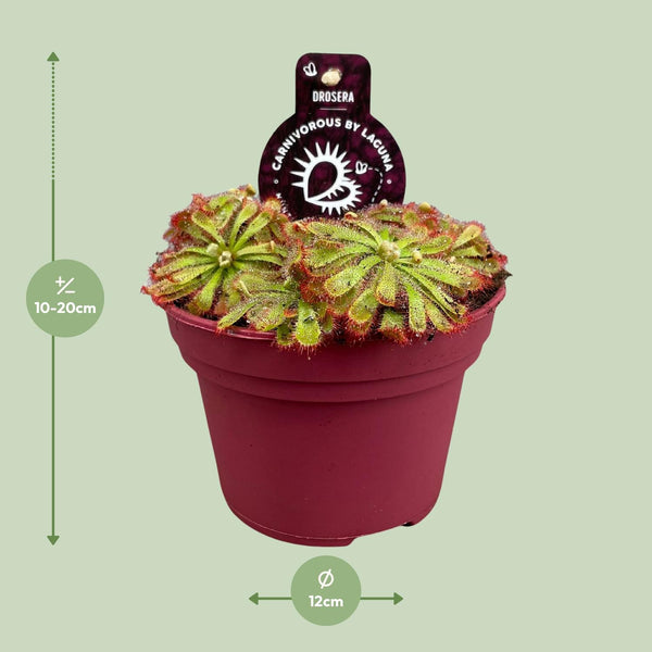 Drosera Aliciae