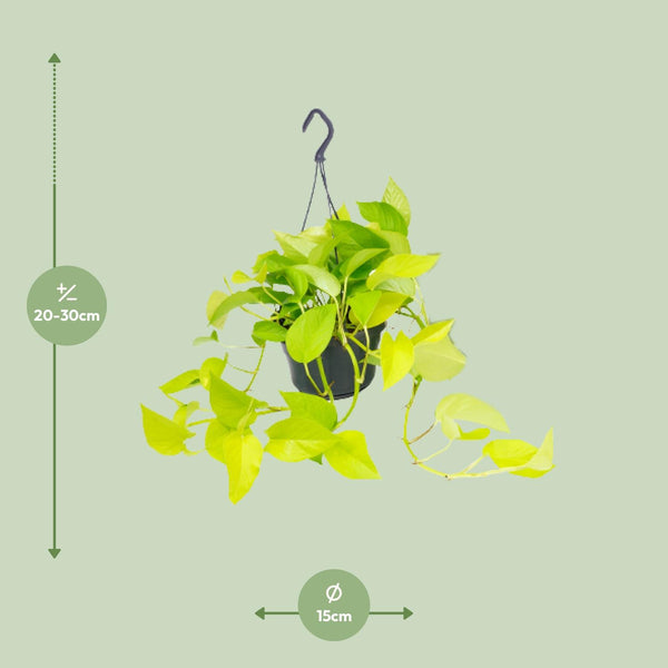 Epipremnum Golden Pothos - Scindapsus