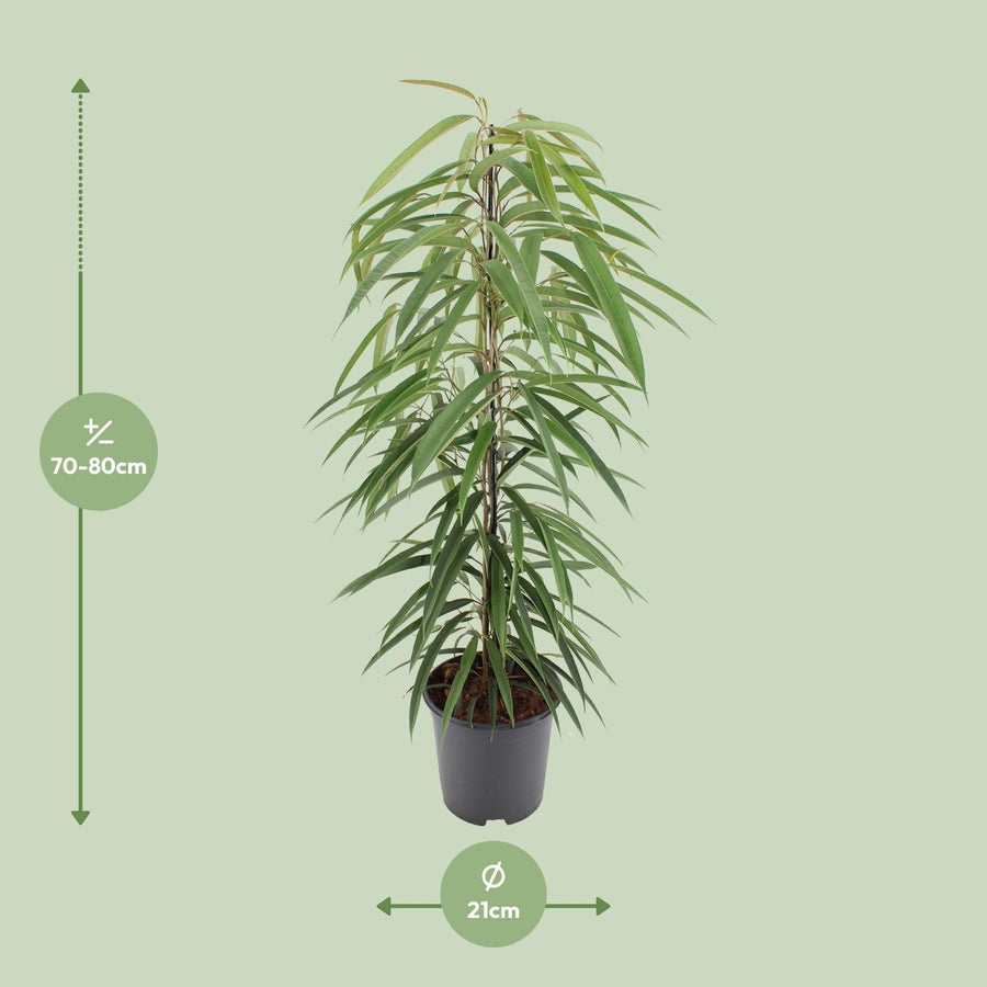 Ficus Binnendijkii Alii