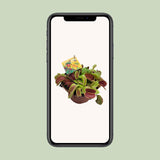 Dionaea Muscipula