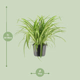 Chlorophytum Comosum Variegatum