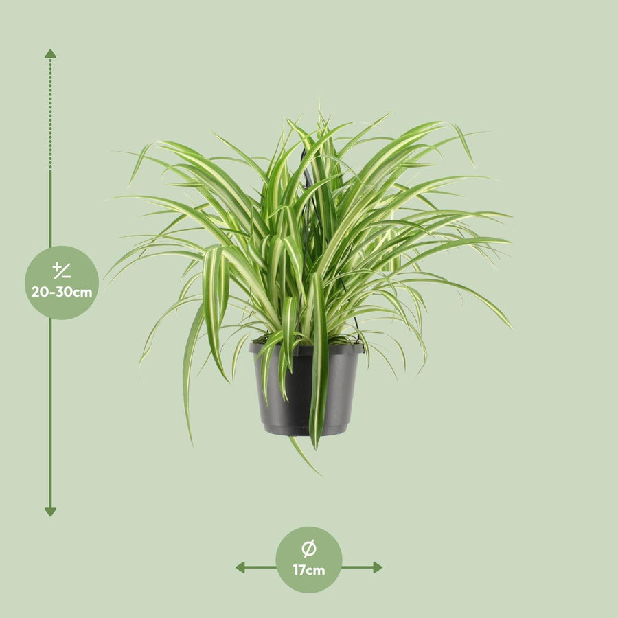 Chlorophytum Comosum Variegatum