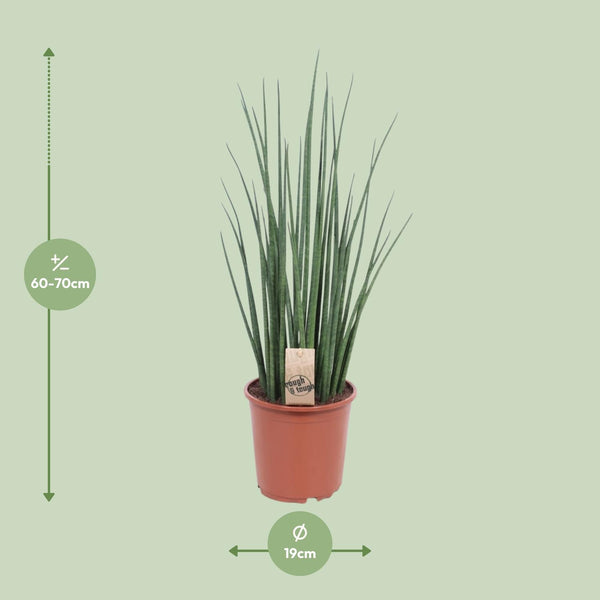 Sansevieria Mikado