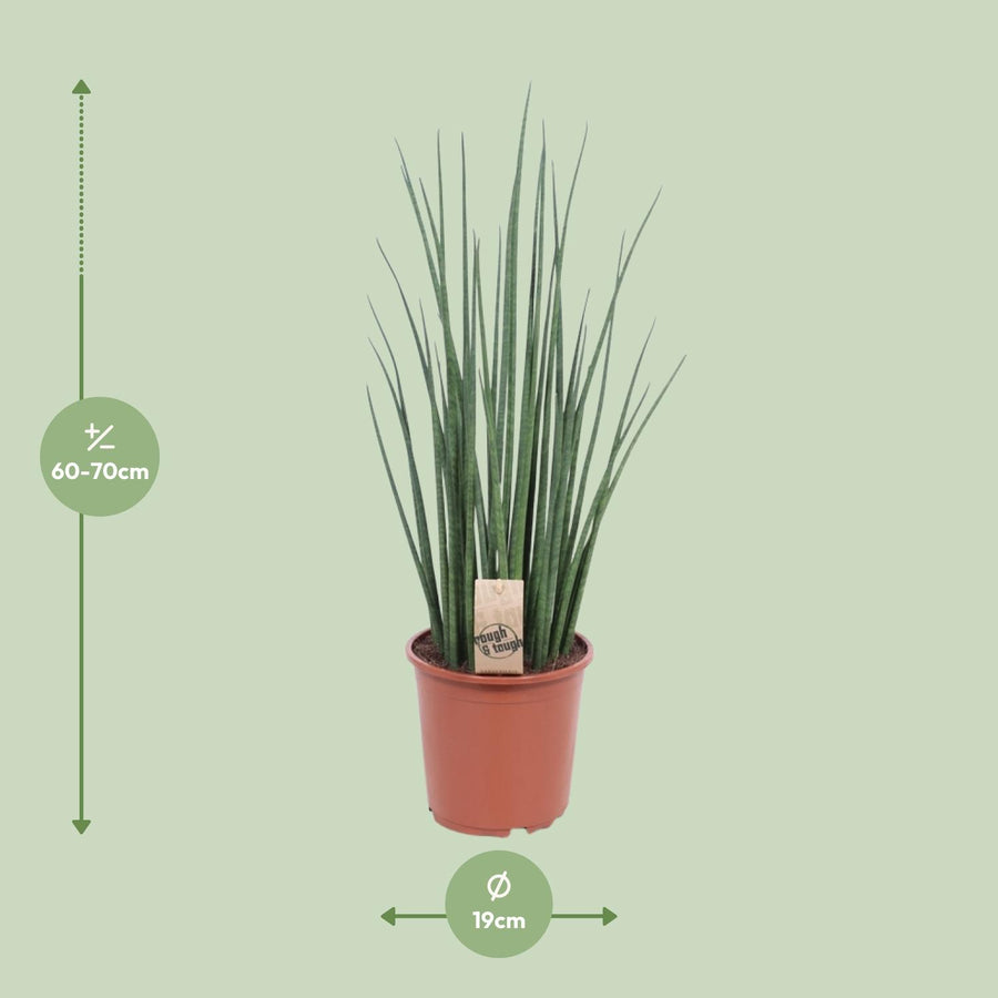 Sansevieria Mikado