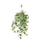 Hedera Helix Gold Child - Hang/XXL