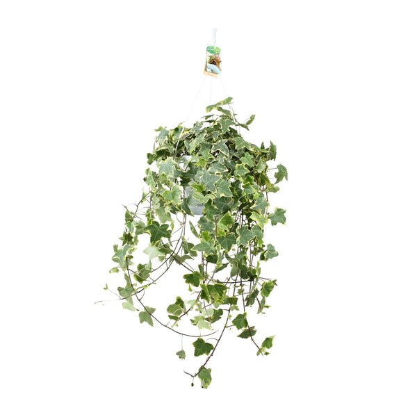 Hedera Helix Gold Child - Hang/XXL