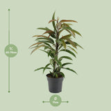 Ficus Binnendijkii Amstel King