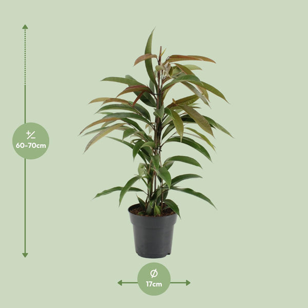 Ficus Binnendijkii Amstel King
