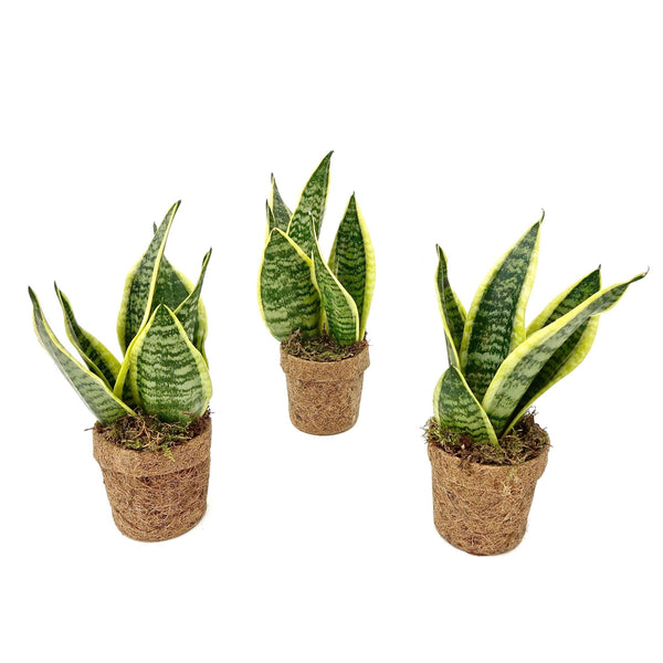 Kokopot Sansevieria Yellow - set van 2