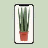 Sansevieria Straight