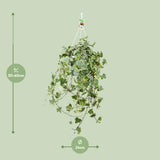 Hedera Helix Gold Child - Hang/XXL
