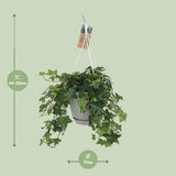 Hedera Helix Groen - Hangpot Wit / Basic