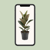 Ficus Elastica Robusta