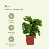 2x Monstera Monkey Leaf - Gatenplant