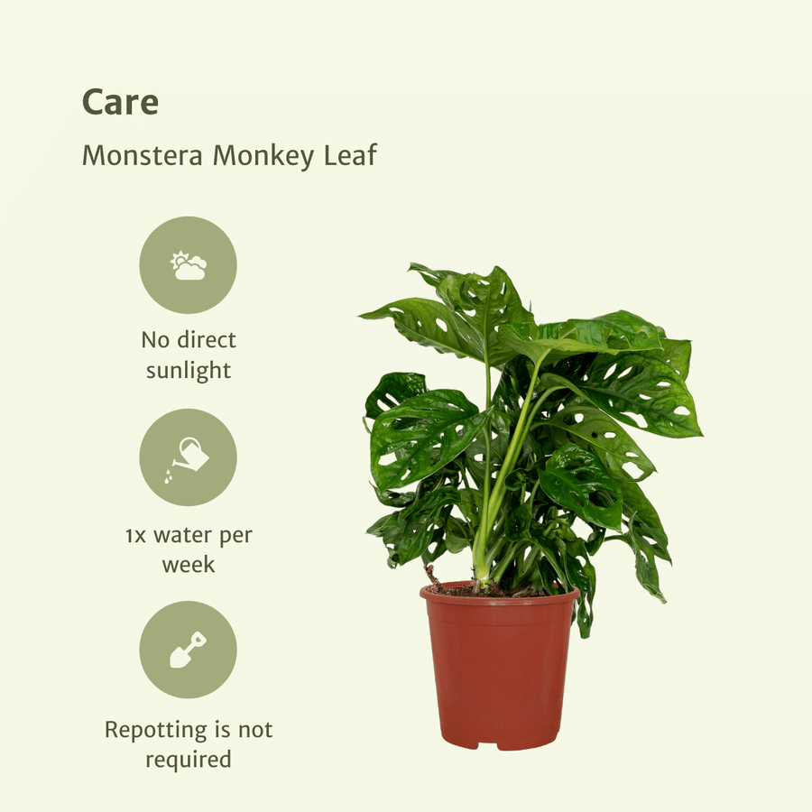 2x Monstera Monkey Leaf - Gatenplant