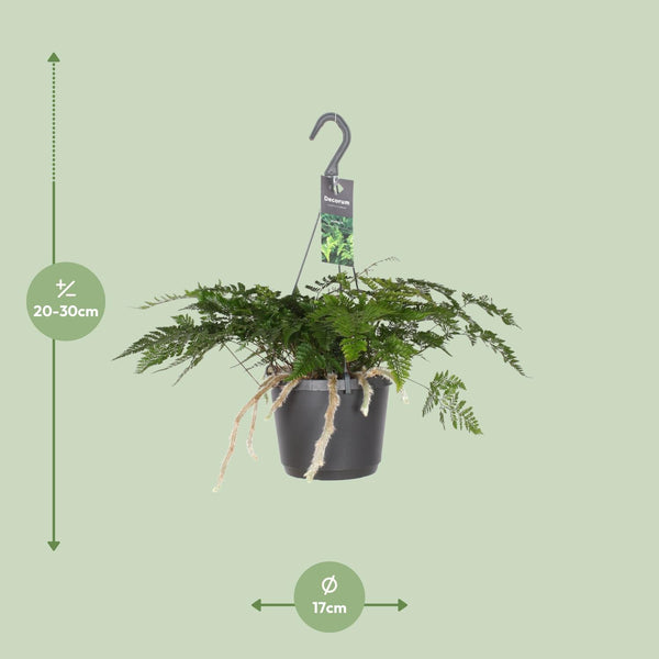 Davallia Bullata