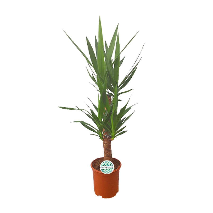 Yucca